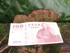 Trichaptum byssogenum