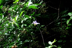 Thunbergia laurifolia