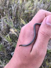 Leptotyphlops nigricans