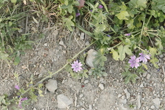 Malva sylvestris sylvestris