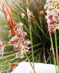 Hypodiscus argenteus
