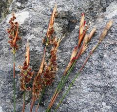 Hypodiscus argenteus