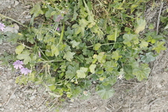 Malva sylvestris sylvestris