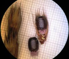 Hypodiscus argenteus