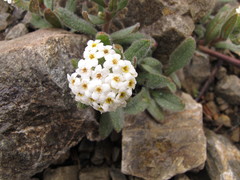 Myosotis traversii