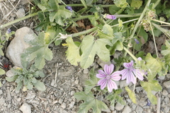 Malva sylvestris sylvestris