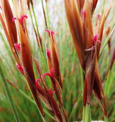 Hypodiscus argenteus