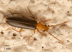 Xanthochroina bicolor