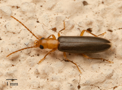 Xanthochroina bicolor