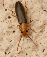 Xanthochroina bicolor