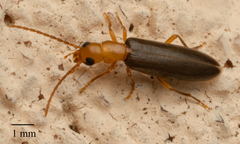 Xanthochroina bicolor