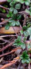 Indigofera sp19b