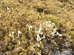 Cladonia carneola