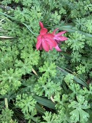 Hesperantha coccinea