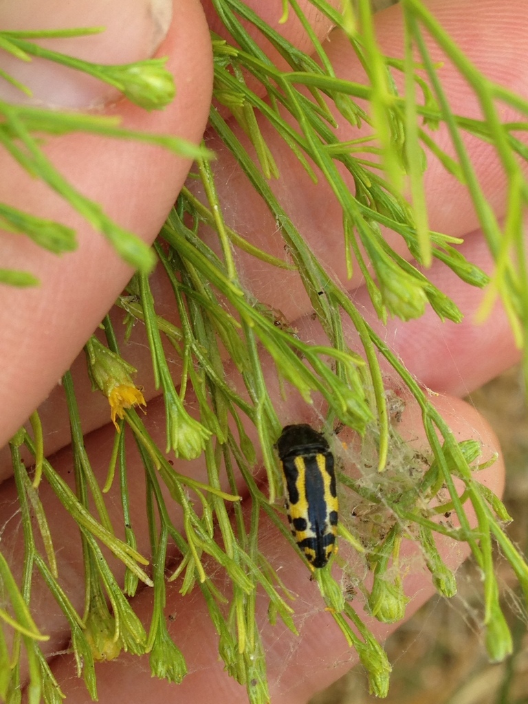 Acmaeodera scalaris from Buck Creek Area, Abilene, TX, US on September