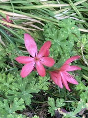 Hesperantha coccinea