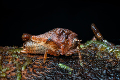 Hyperyboella