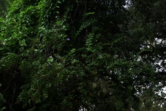 Thunbergia laurifolia