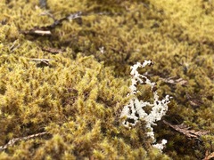 Stereocaulon paschale