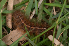 Creatonotos transiens vacillans