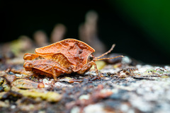 Hyperyboella