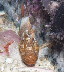 Coccotropsis gymnoderma