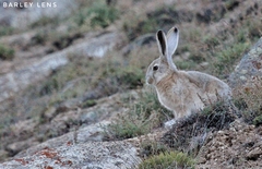 Lepus oiostolus