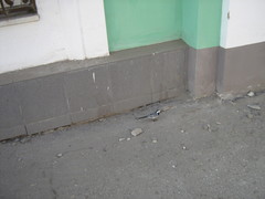 Motacilla alba