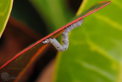 Achaea janata