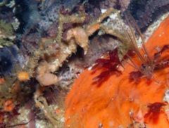 Achaeopsis spinulosa