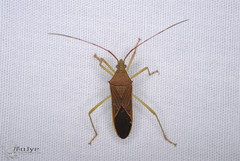 Paradasynus spinosus
