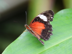 Cethosia cydippe