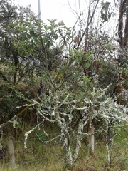 Varronia cylindrostachya