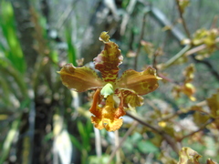 Cyrtopodium macrobulbon