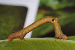 Ascotis selenaria