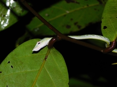 Ahaetulla farnsworthi