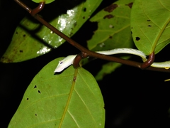 Ahaetulla farnsworthi