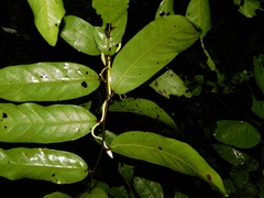 Ahaetulla farnsworthi