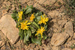 Glottiphyllum