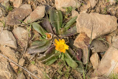 Glottiphyllum