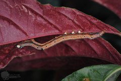 Achaea janata