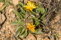 Glottiphyllum