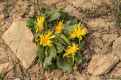 Glottiphyllum