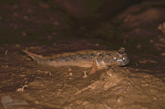 Periophthalmus modestus