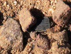 Thanatophilus capensis