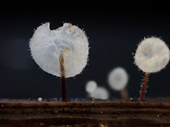 Gloiocephala