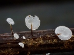 Gloiocephala