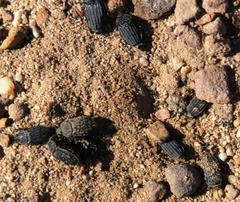 Thanatophilus capensis