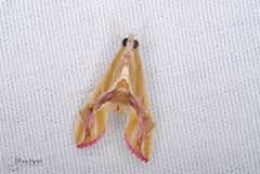 Agathodes ostentalis