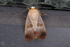 Westermannia superba